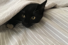 good morning, mr pickles