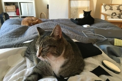 introducing, minerva, ginger, & mr pickles